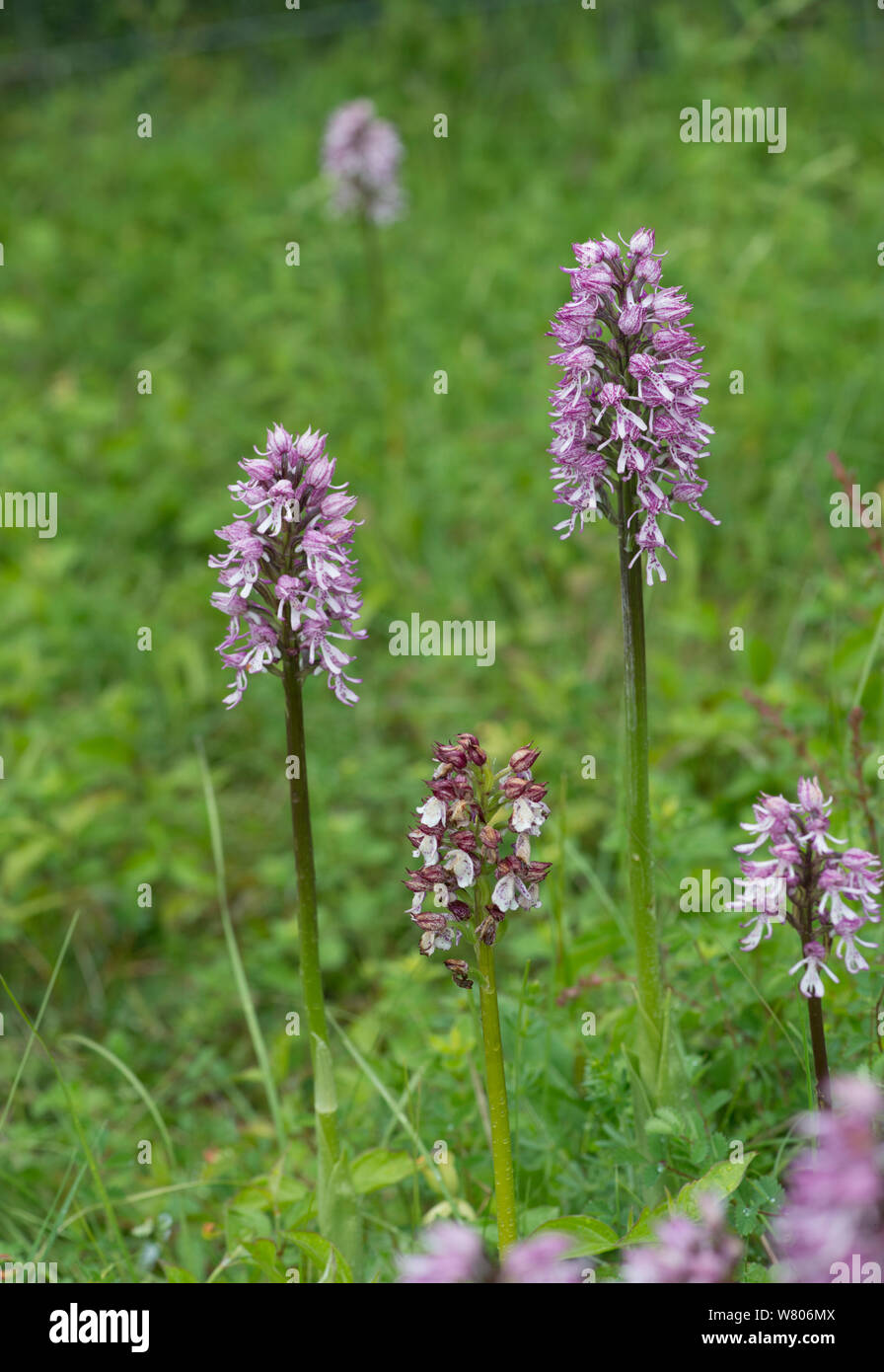 Lady Orchidee (Orchis purpurea) in der Mitte, mit Hybrid Lady x Monkey Orchideen (Orchis purpurea x O. simia), Buckinghamshire, England, UK, Mai. Stockfoto