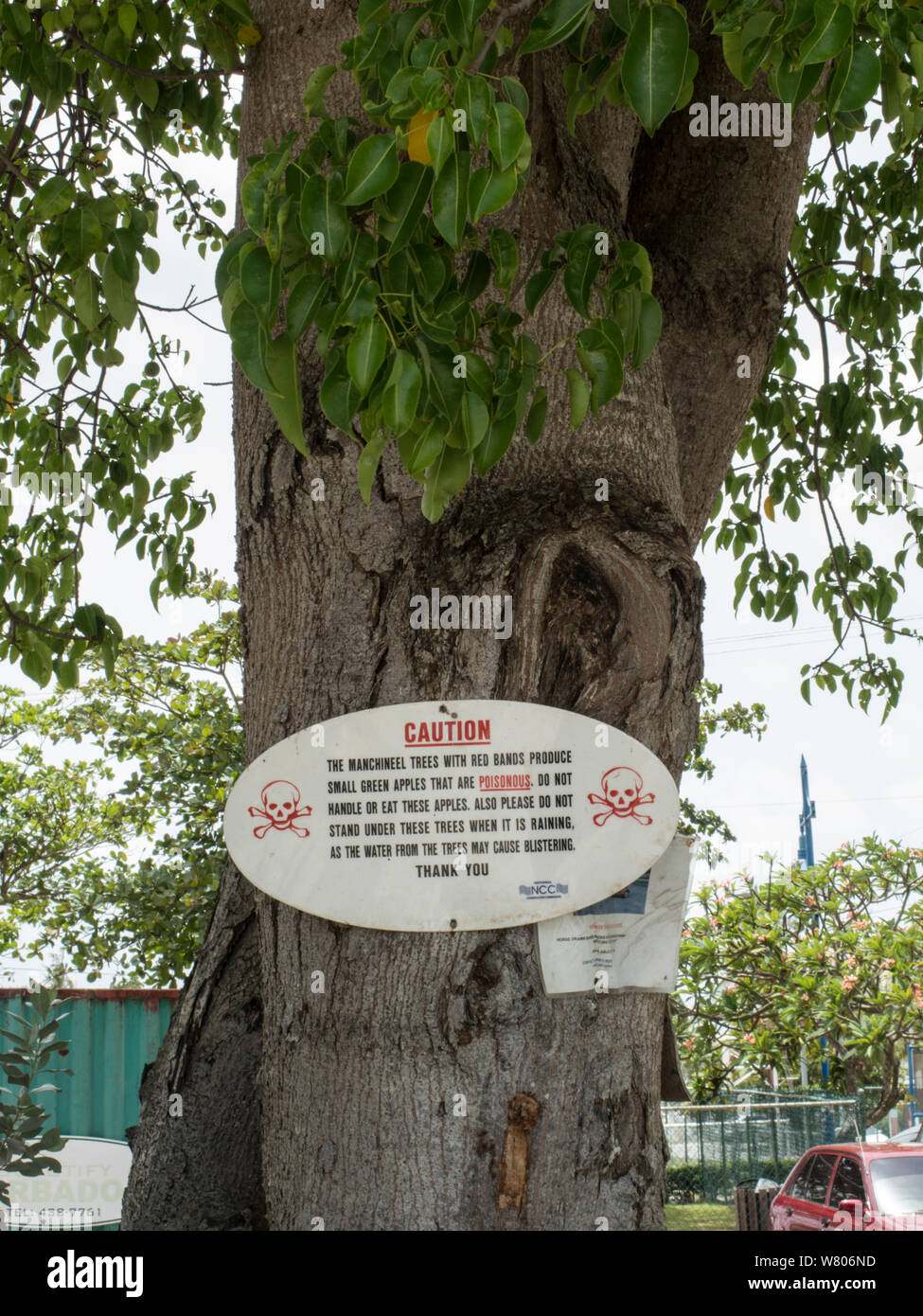 Manchineel Baum (Hippomane mancinella) mit Schild Warnung, dass es gefährlich ist. Diese Sorte hat giftige Früchte, während die Sap ist giftig, und sogar stehend unter dem Baum im Regen kann zu Blasenbildung, Barbados. Stockfoto