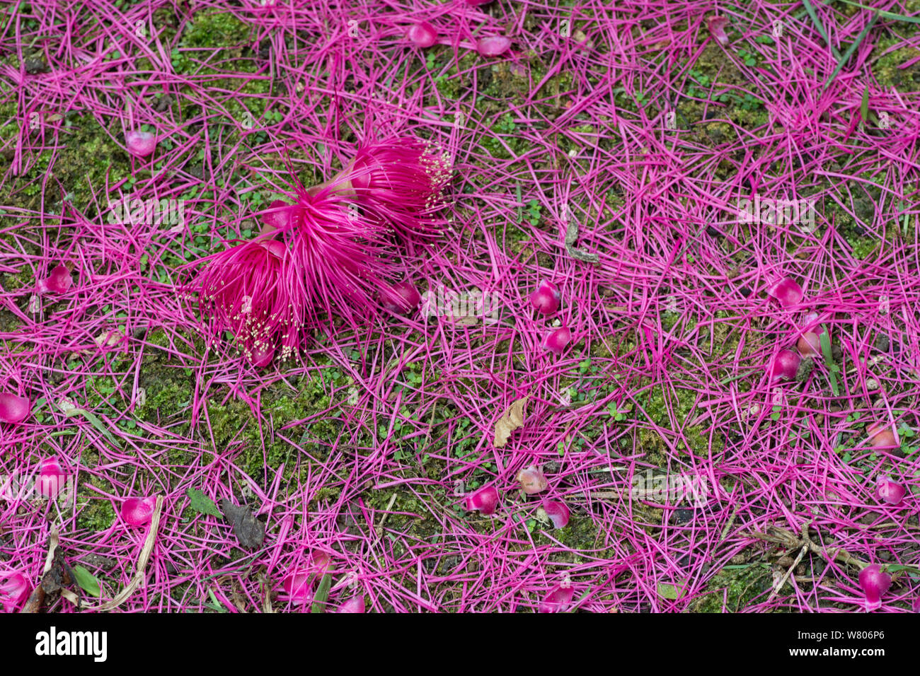 Malay rose Apple (Syzygium malaccensis) gefallen Blumen und Früchte, Barbados. Stockfoto