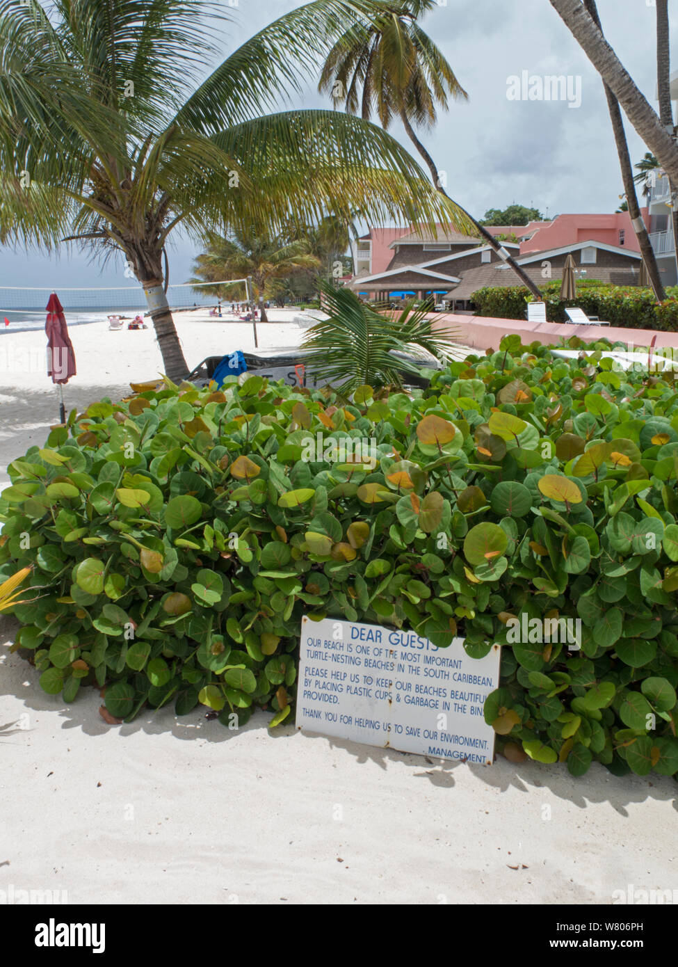 Melden Sie sich bitte im Hotel an den Strand sauber zu halten, da der Strand ist für Echte Karettschildkröte (Eretmochelys imbricata) Nesting, Barbados. Juni 2015. Stockfoto