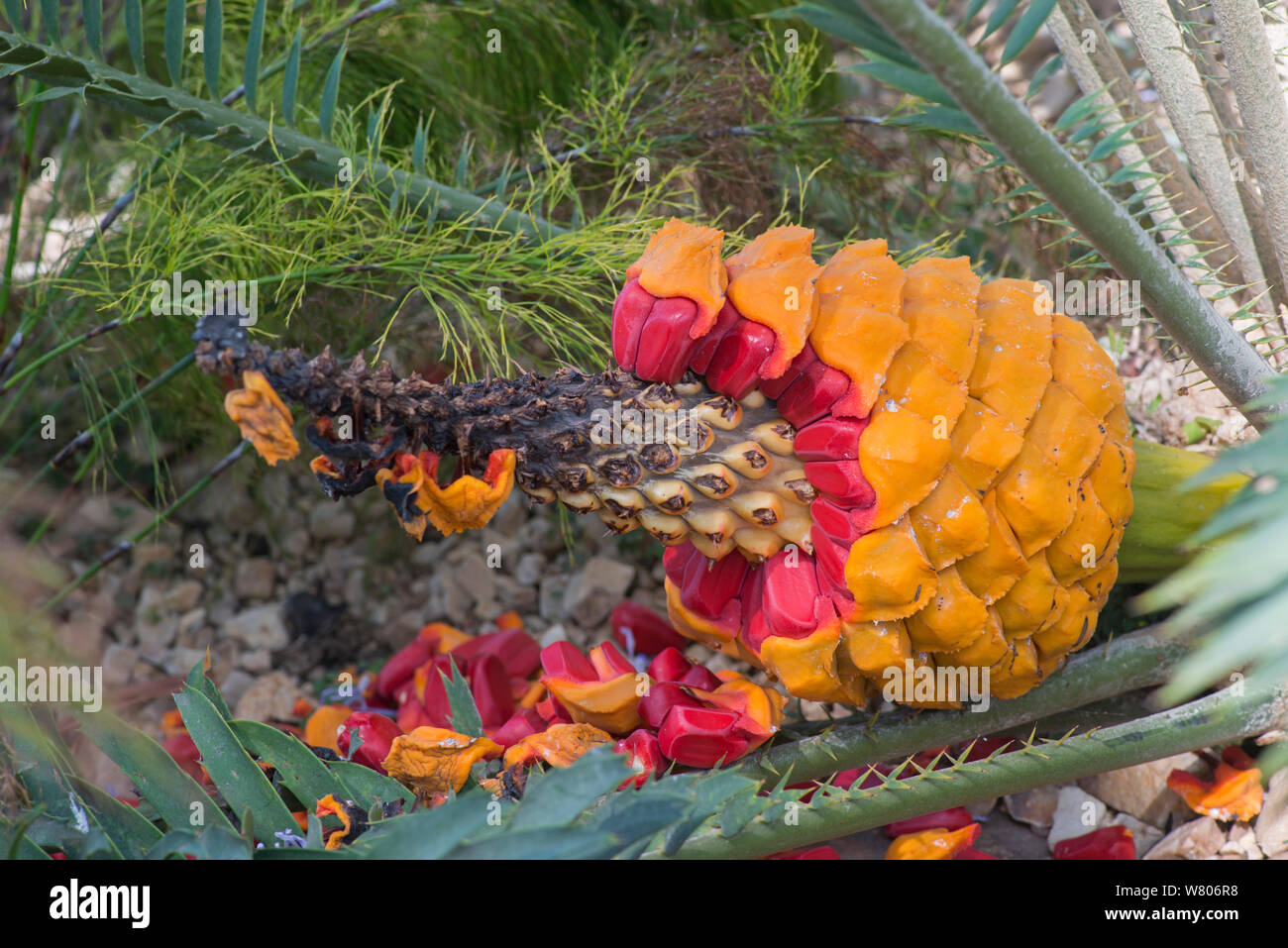 Cycad (Encephalartos Villosus) rot Samen in Kegel, gepflegte Anlage. Stockfoto