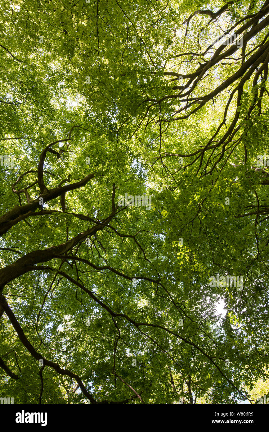 Buche (Fagus sylvatica), Blätter zu Vordach im Frühjahr, Surrey, England, Mai. Stockfoto