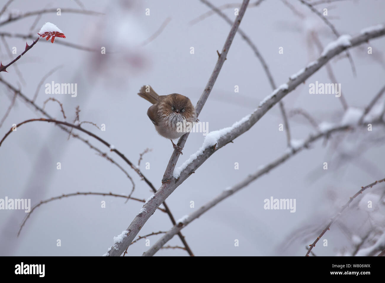 Chinesische fulvetta (Alcippe striaticollis) auf verschneiten Zweig, Mount Namjagbarwa, Yarlung Zangbo Grand Canyon National Park, Nyingchi Präfektur, Tibet, China. November. Stockfoto