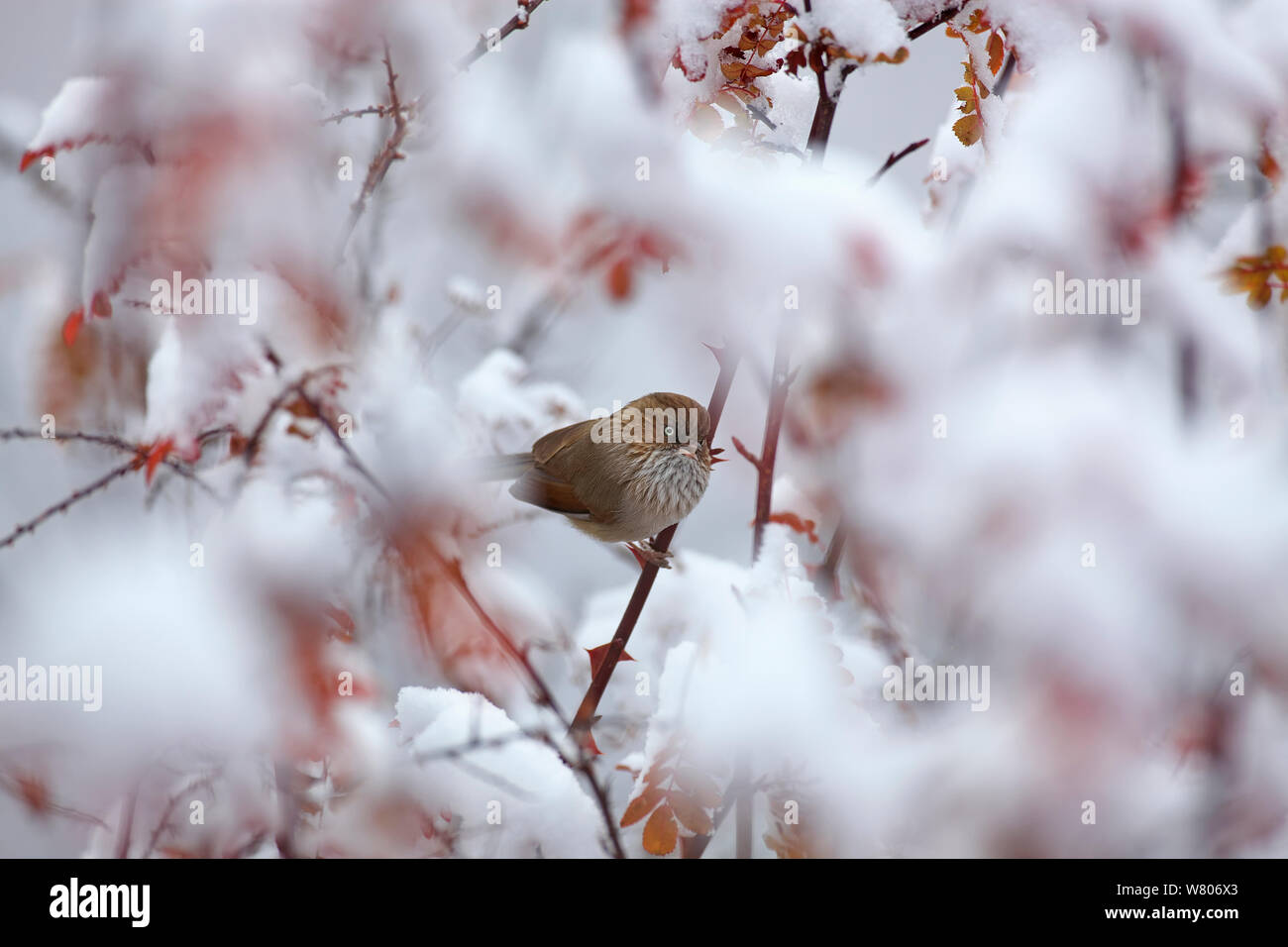 Chinesische fulvetta (Alcippe striaticollis) auf verschneiten Zweig, Mount Namjagbarwa, Yarlung Zangbo Grand Canyon National Park, Nyingchi Präfektur, Tibet, China. November. Stockfoto