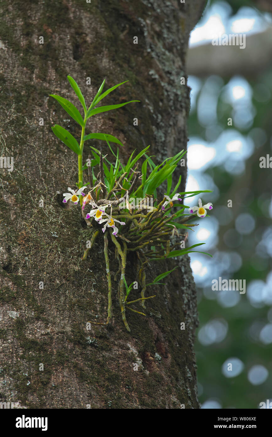 Orchidee (Dendrobium sp) epiphytisch auf Baumstamm, Simao Präfektur, Provinz Yunnan, China, Mai. Stockfoto