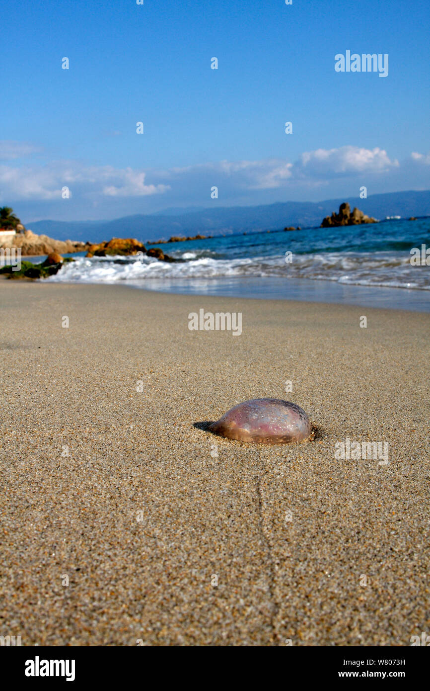 Lila stinger Quallen (Pelagia noctiluca) gewaschen, am Strand, Insel Korsika, Frankreich, September Stockfoto