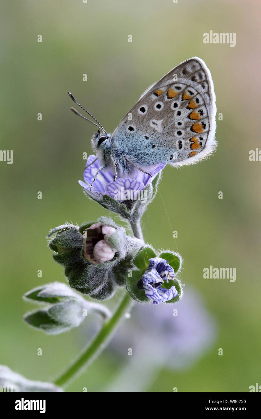 Gemeinsame blauer Schmetterling (Polyommatus icarus) Männliche ruht auf Blue hound&#39;s Zunge (Cynoglossum creticum) Blüte, Var, Provence, Frankreich, April. Stockfoto
