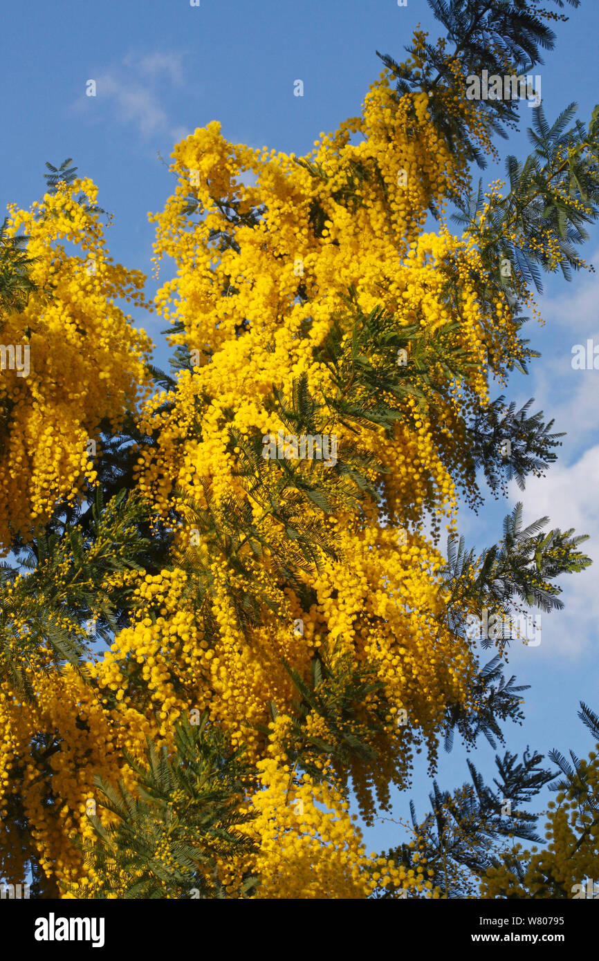 Mimosa (Acacia dealbata) Blumen, im botanischen Garten, Var, Provence, Frankreich, Februar Stockfoto