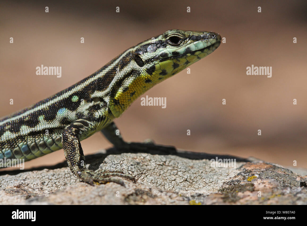Tyrrhenische wand Eidechse (Podarcis tiliguerta) auf einem Felsen, Parc Naturel Regional de Corse/Korsika Natural Regional Park, Insel Korsika. Frankreich, Mai. Stockfoto