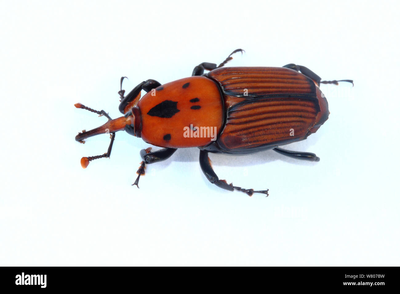 Red Palm Rüsselkäfer weiblich (rhynchophorus Art) vor weißem Hintergrund, Var, Provence, Frankreich, Januar. Invasive Pest auf Palmen. Stockfoto