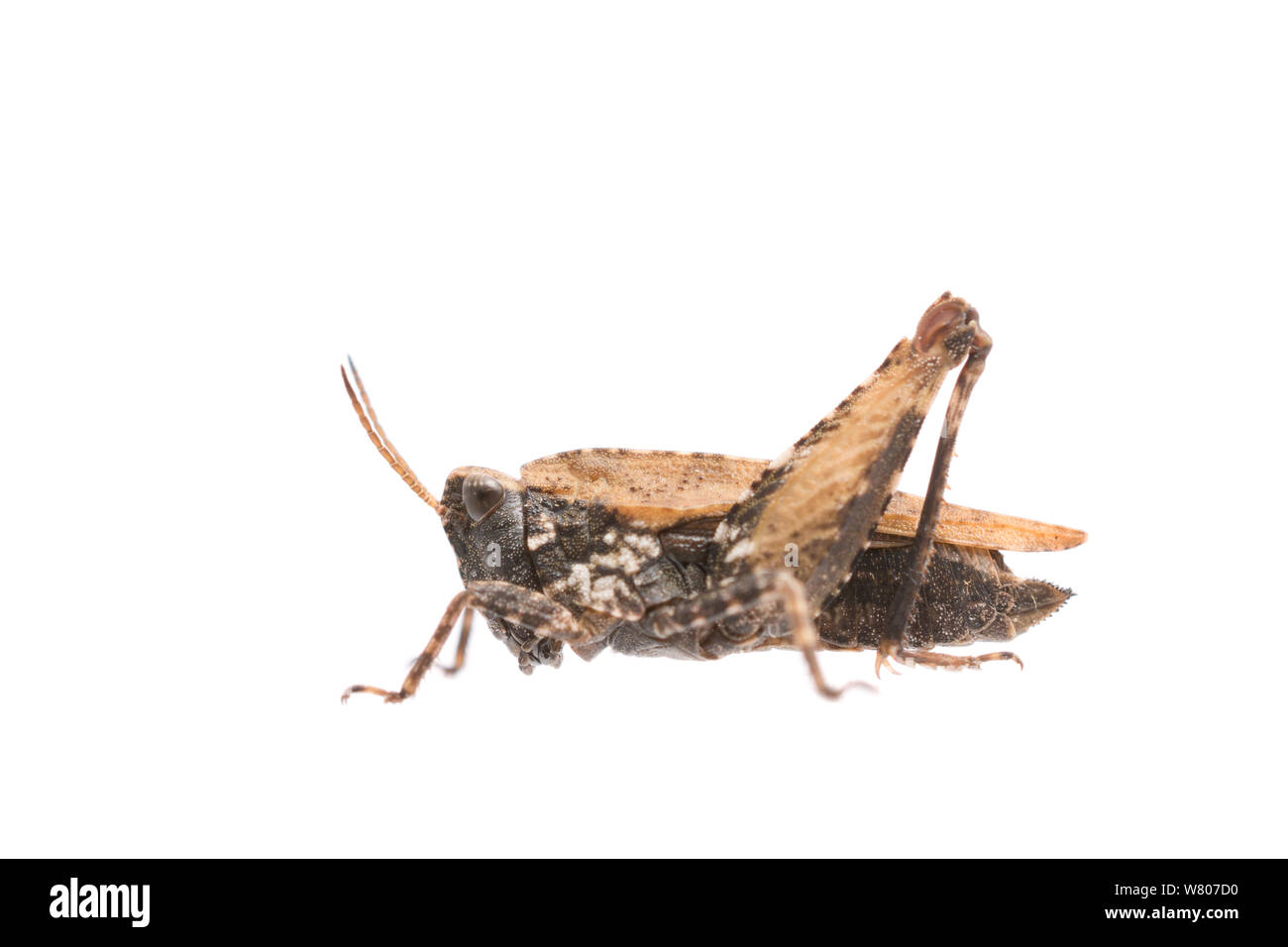 Gemeinsame groundhopper (Tetrix undulata) Weiblich, Niederlande, September. Meetyourneighbors.net Projekt Stockfoto