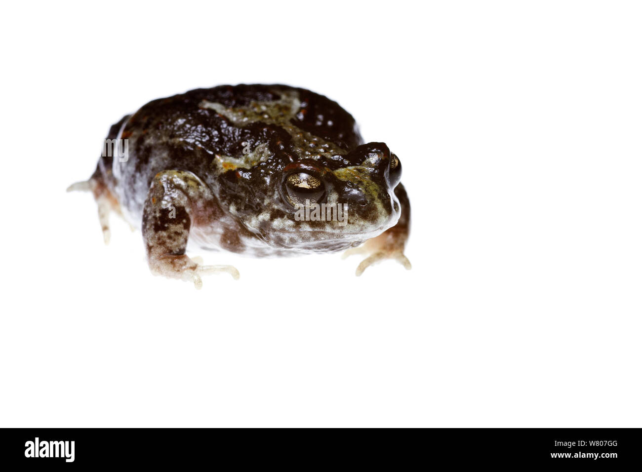 Crawling frog (Pseudophryne guentheri) männlich, Pinjar, Süd-westen von Australien. Juni. Endemisch. Stockfoto