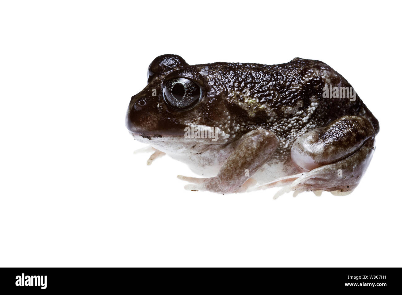 Stöhnen Frosch (Heleioporous Pinjar eyrei), Western Australien, Juni. Endemisch. Stockfoto