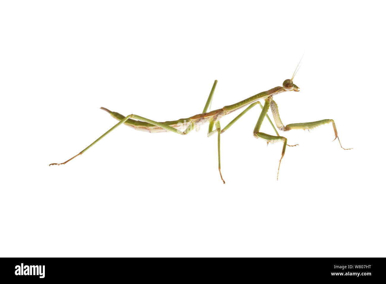 Gottesanbeterin (Mantidae) Nymphe, Swan Plain, Süd-westen von Australien. August. Stockfoto