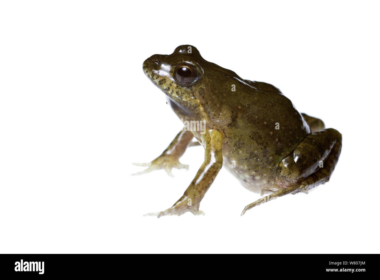 Sign-Lager froglet (Crinia insignifera) Swan Coastal Plain, Süd-westen von Australien, Juli. Endemische Arten. Stockfoto