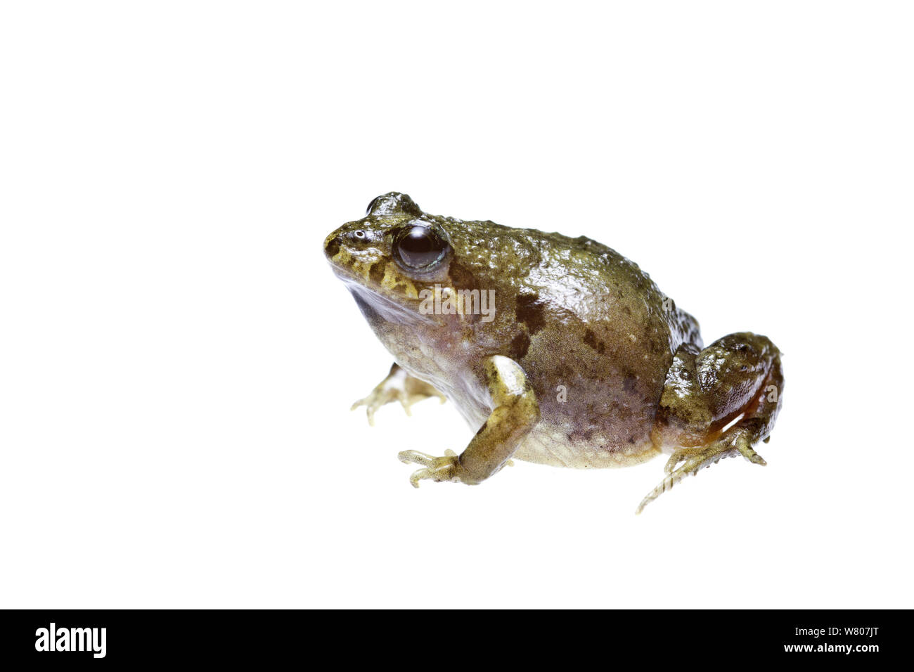 Sign-Lager froglet (Crinia insignifera) Swan Coastal Plain, Süd-westen von Australien, Juli. Endemische Arten. Stockfoto