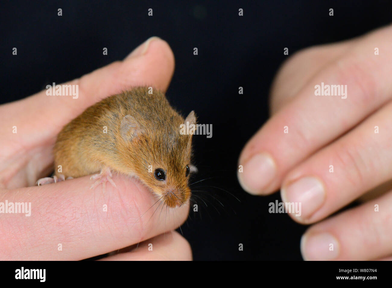 Ernte Maus (Micromys Minutus) inspiziert werden, bevor auf einem Feld Ort, Molton College, Northampton, UK, Juni zu lösen. Model Released. Stockfoto