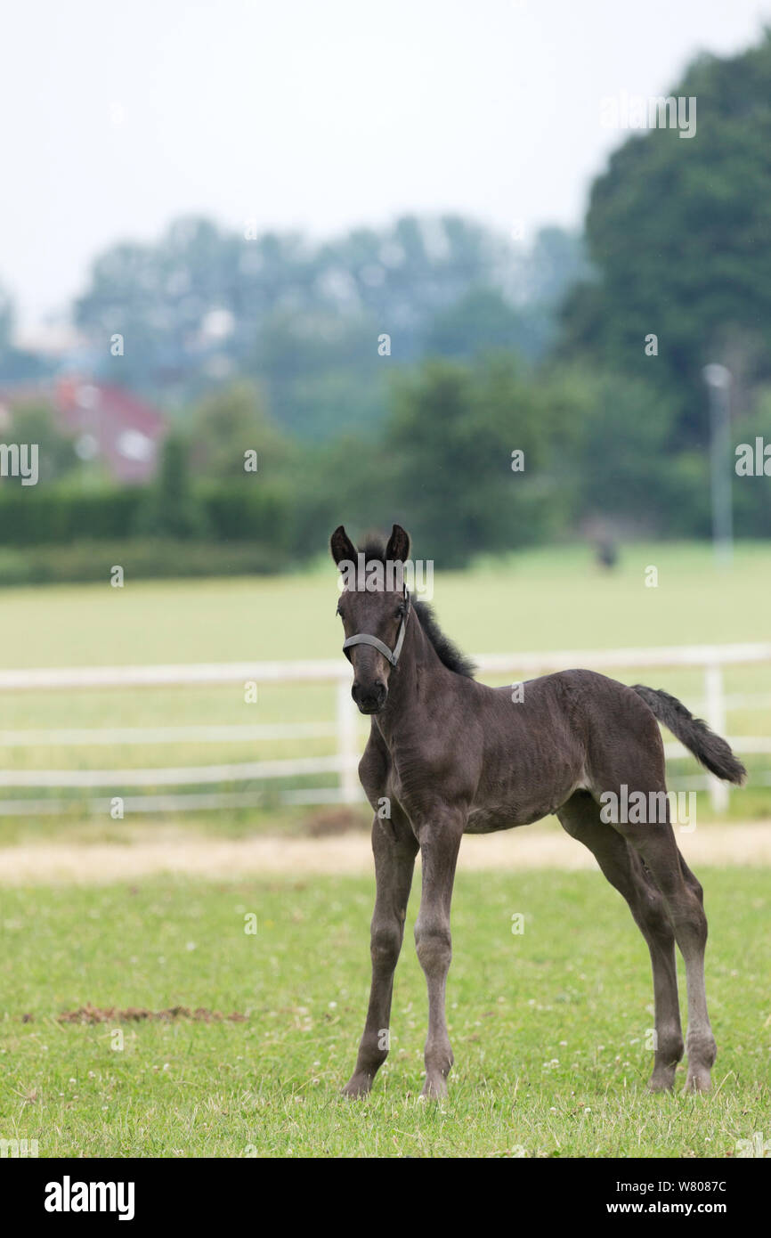 Eine seltene schwarze Kladruber Fohlen/Fohlen stehen in Warnmeldungen Slatinany National Stud, Region Pardubice, Tschechische Republik. Juni. Stockfoto