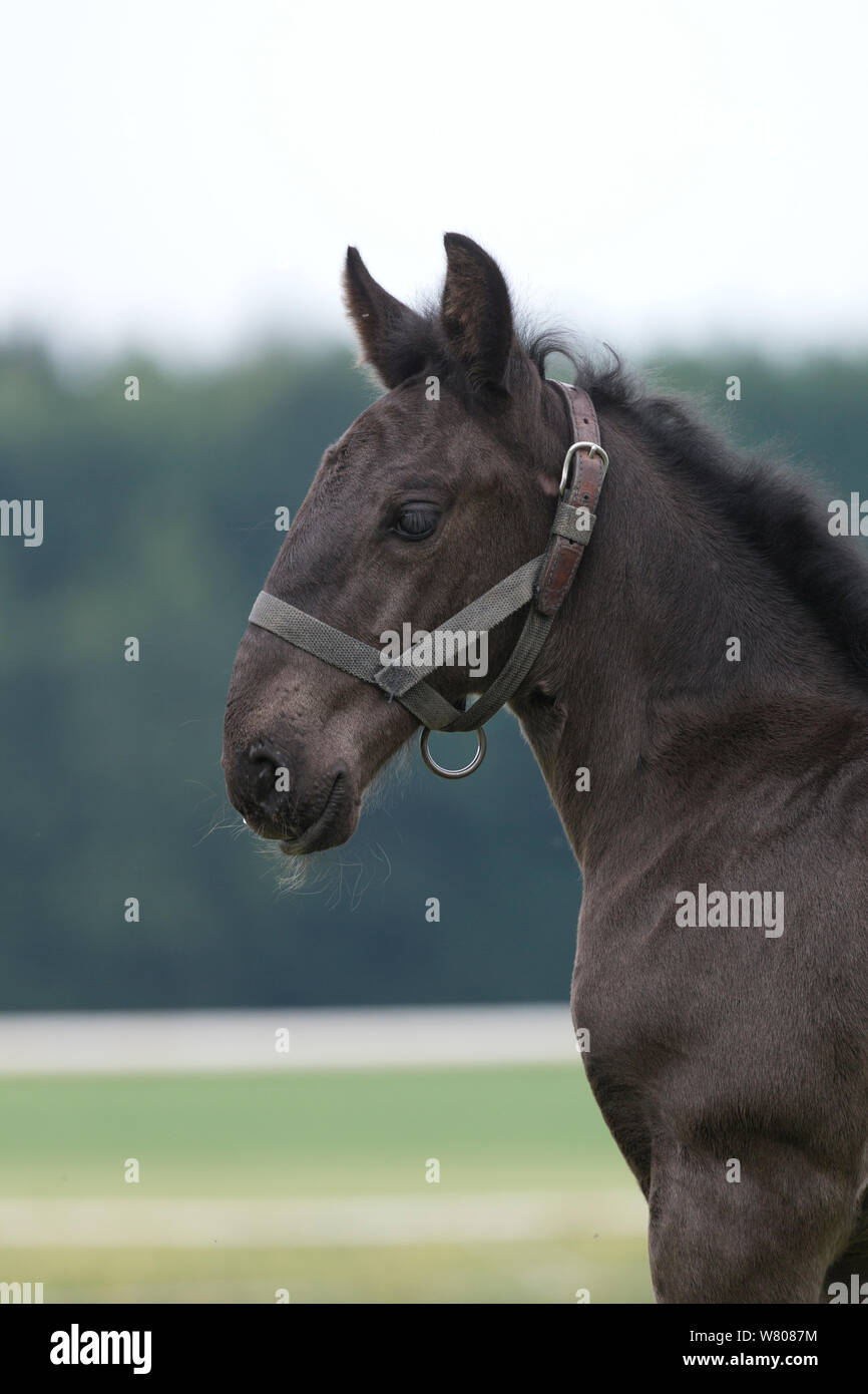 Porträt eines seltenen schwarzen Kladruber Fohlen/Fohlen, in Slatinany National Stud, Region Pardubice, Tschechische Republik. Juni. Stockfoto