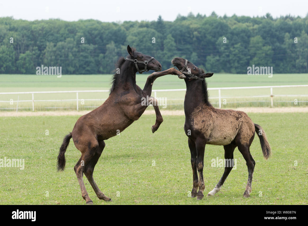 Zwei seltene schwarze Kladruber Fohlen/Fohlen playfighting, Slatinany National Stud, Region Pardubice, Tschechische Republik. Juni. Stockfoto