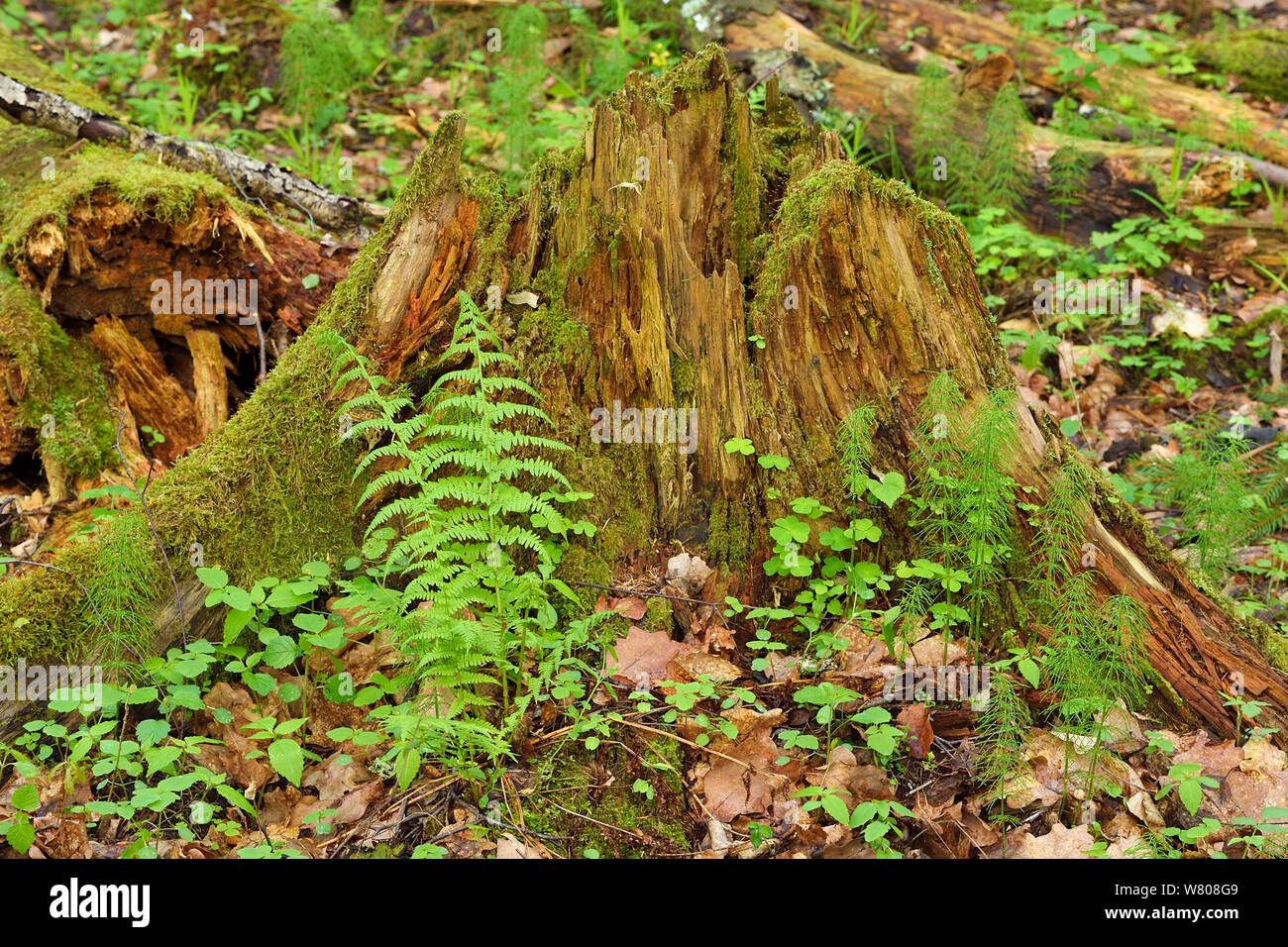 Baumstamm in Moos und Farnen bedeckt, in alten gemischt Nadelbaum und breitblättrige Wald, Punia Forest Reserve, Litauen, Mai. Stockfoto