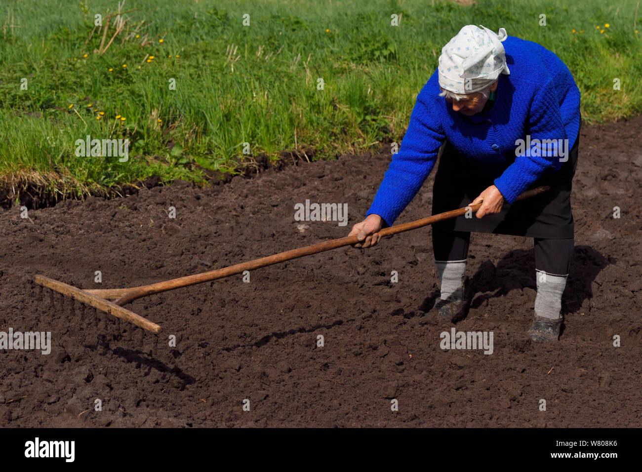 Harken Frau Boden von Ihrem Gemüsegarten, Subsistenzwirtschaft, Litauen, Mai 2015. Stockfoto