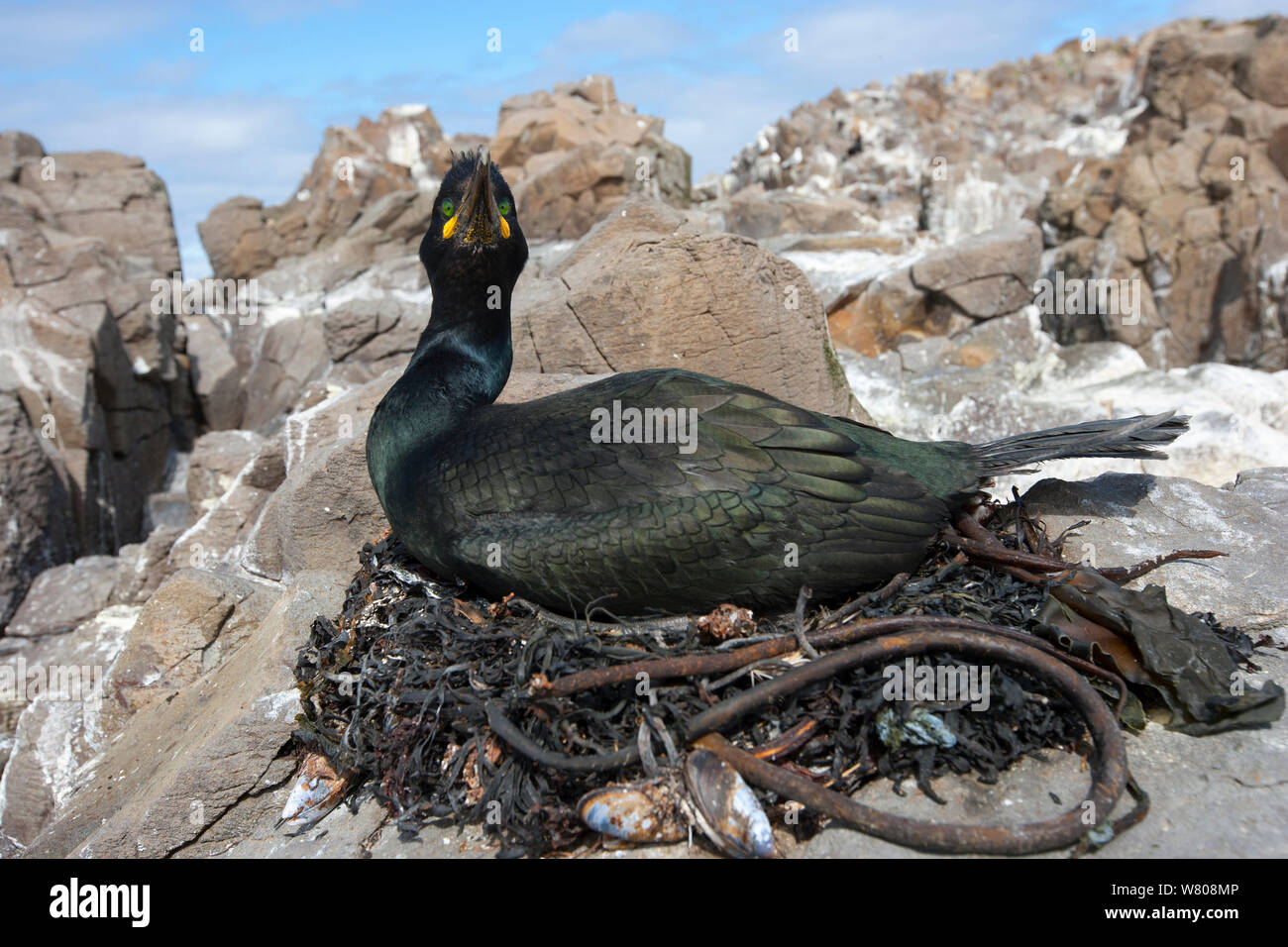 Europäische shag (Phalacrocorax aristotelis) sitzen auf Nest, West Fjord, Island, Juni. Stockfoto
