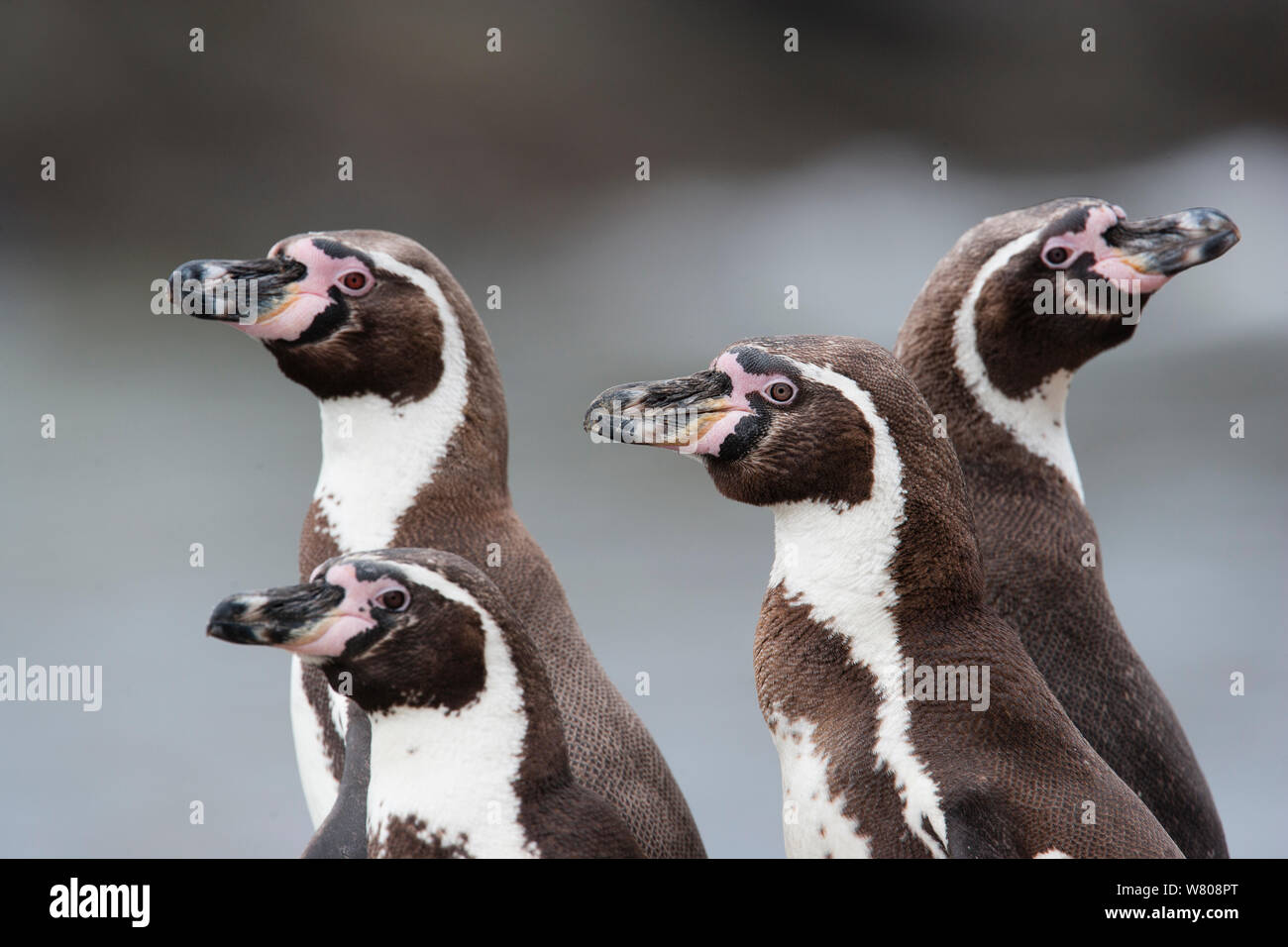 Humboldt Pinguine (Spheniscus Humboldti) Gruppe von vier, Punta Coles finden, Peru. Stockfoto