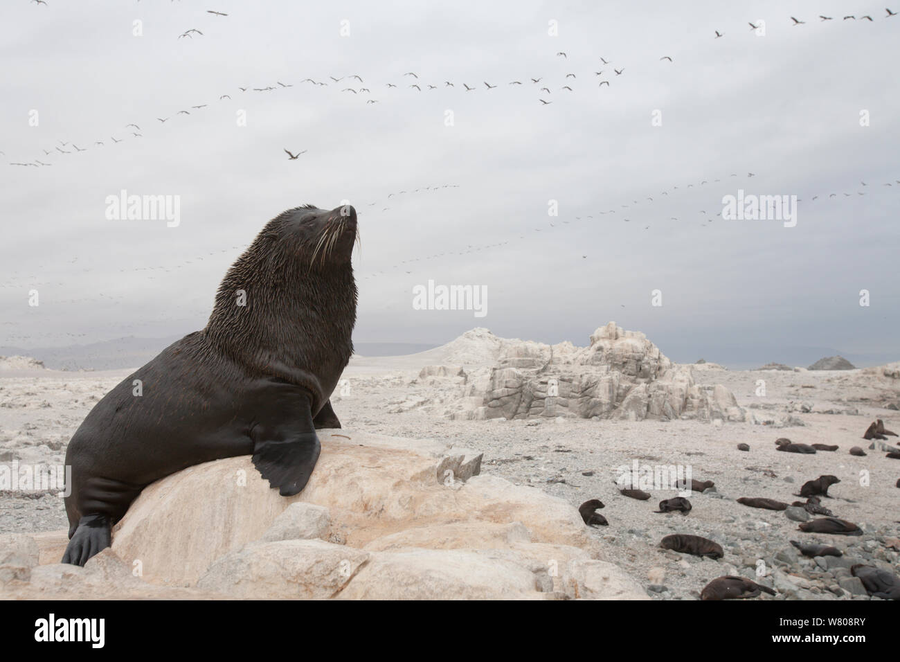 Amerikanische Fell Dichtung (Arctocephalus australis) mitgeführt und am Ufer, mit Flock von guanay Kormoran (Phalacrocorax bougainvilli) Punta Coles finden, Peru, Dezember. Stockfoto