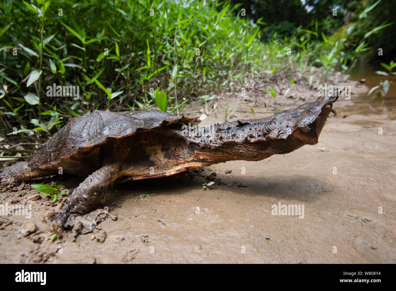 Fransenschildkröte (Chelus fimbriatus) mit Hals verlängert, Pacaya-Samiria Nationalreservats, Amazonas, Peru. Stockfoto