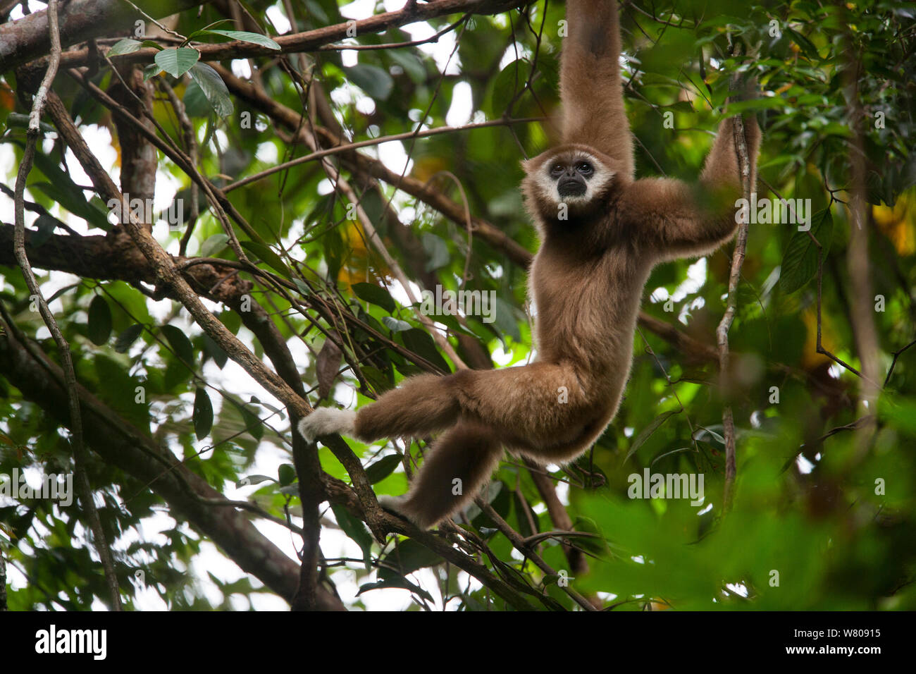Lar Gibbon (Hylobates lar) den Einsatz von Waffen durch die Bäume schwingen, Gunung Leuser NP, Sumatra, Indonesien. Stockfoto