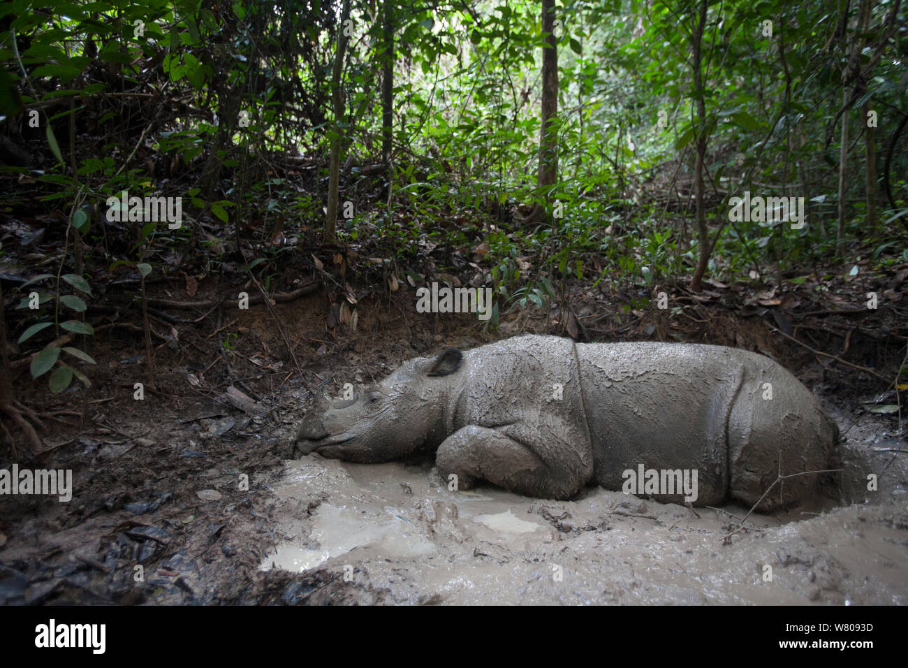 In der Nähe von Sumatra Nashörner (Dicerorhinus sumatrensis) Weibliche suhlen, Teil eines Zuchtprogramms, Weg Kambas Nationalpark, Sumatra, Indonesien. Stockfoto