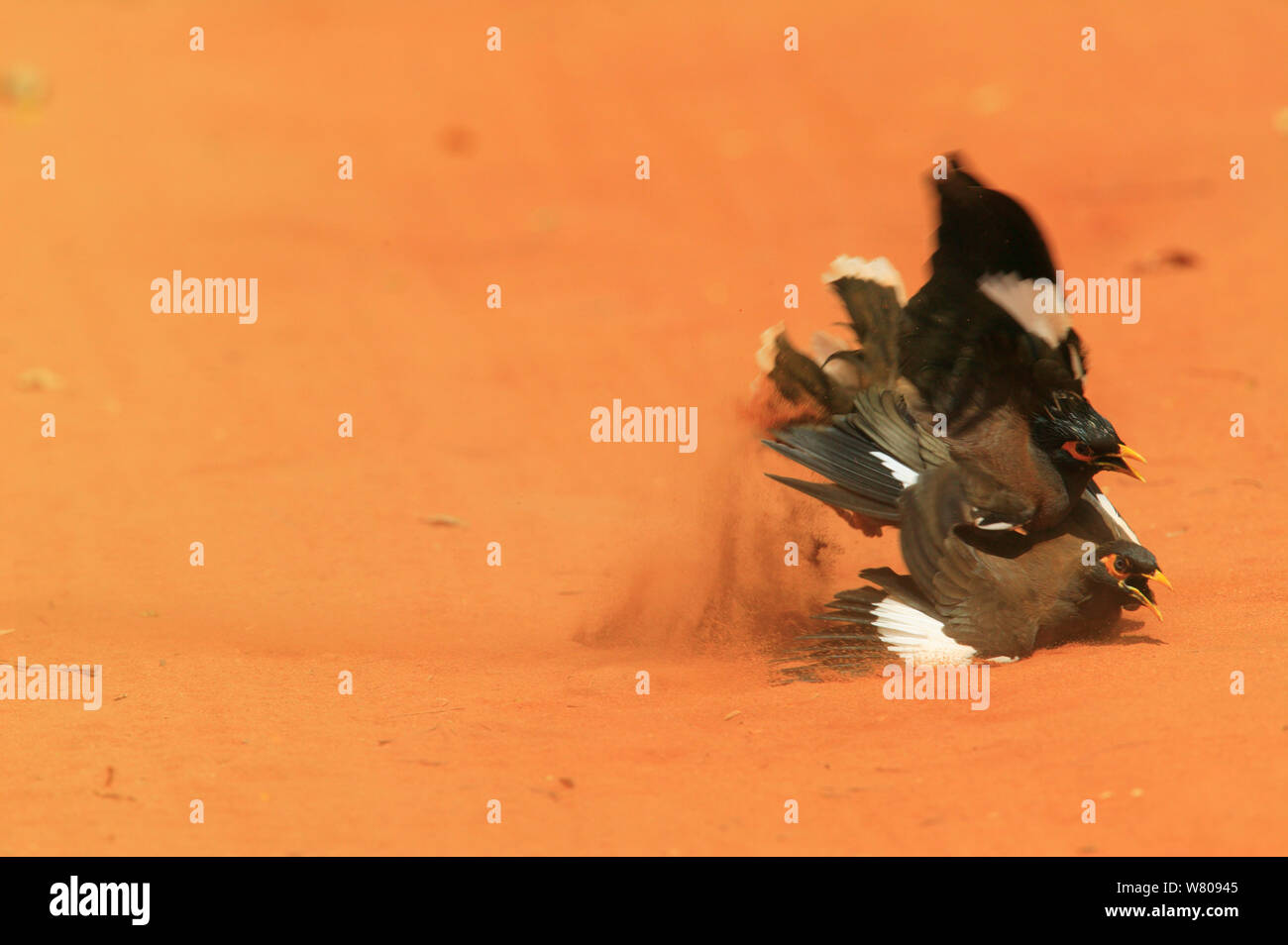 Gemeinsame myna (Acridottheres Tristis), Kampf zwischen Paaren, Berenty finden, Madagaskar. Stockfoto