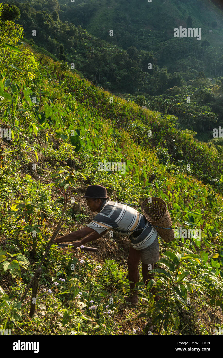 Konyak Nagas Landwirtschaft auf steilen Hang. Mon Bezirk. Nagaland, North East India, Oktober 2014. Stockfoto