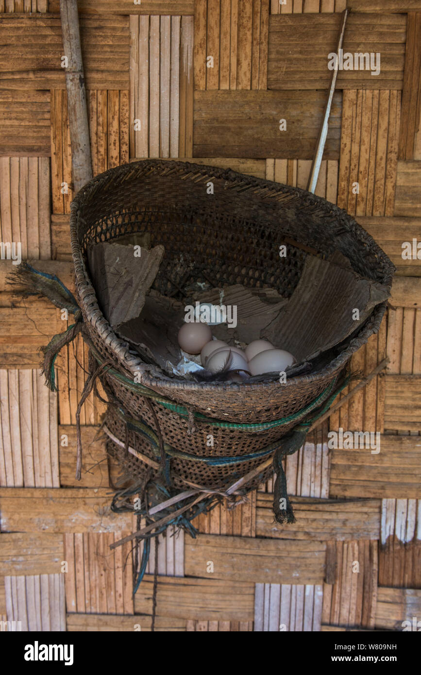 Huhn nesting Korb mit Eiern, Chang Naga Stamm. Tuensang Bezirk. Nagaland, North East India, Oktober 2014. Stockfoto