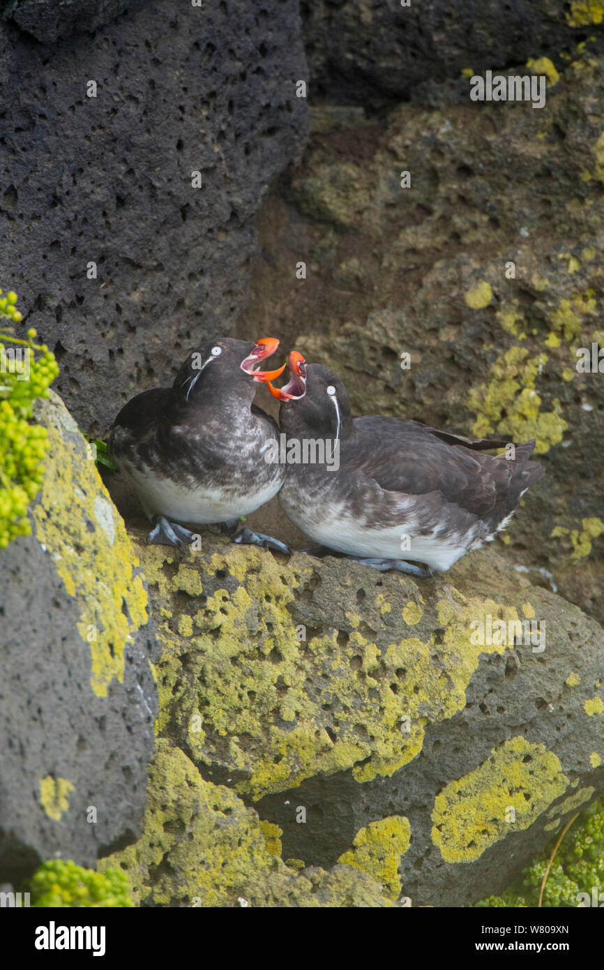 Sittich auklets (Aethia psittacula) Paar miteinander anrufen kann, während auf Felsen auf Felsen thront, St. Paul, Pribilofs, Alaska, USA, Juli. Stockfoto