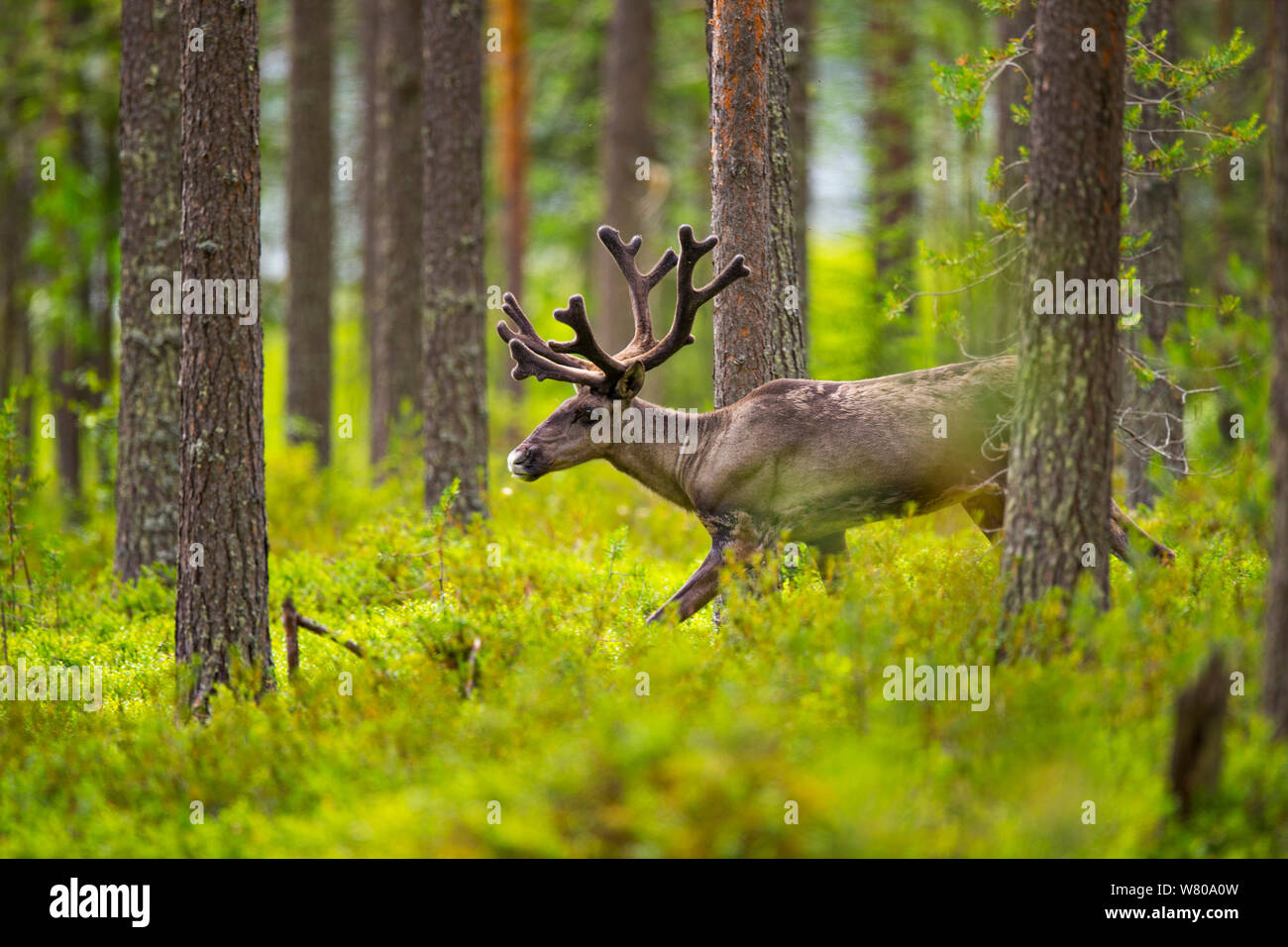 Wald Rentier (Rangifer tarandus fennicus) Viiksimo, Kuhmo Region. Finnland, Juli. Seltene Unterart, die fast im 19. Jahrhundert ausgestorben waren. Stockfoto
