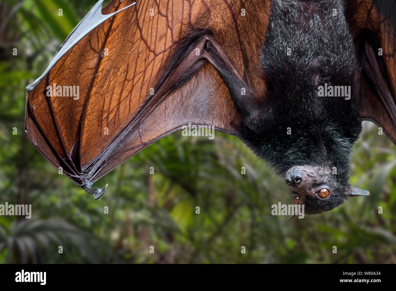 Lyle's Flying Fox (Pteropus lylei) Native, Kambodscha, Thailand und Vietnam auf den Kopf hängen und Stretching Flügel Venen angezeigt Stockfoto