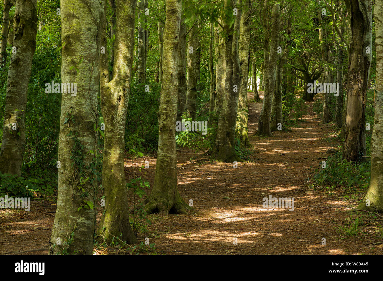 Wald Spaziergang durch eine Allee der Bäume zu Schloß Bad Berleburg und Parklandschaften, Blessinton, County Wicklow, Irland, Bild Fokus von 5 Originale gestapelt Stockfoto