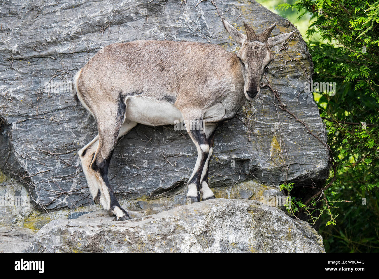 Himalayan Blue Sheep/bharal/Helan Shan Blue Sheep/Chinesisch Blau Schaf-/Naur (Pseudois nayaur) heimisch in bergigen Regionen Zentralasiens Stockfoto