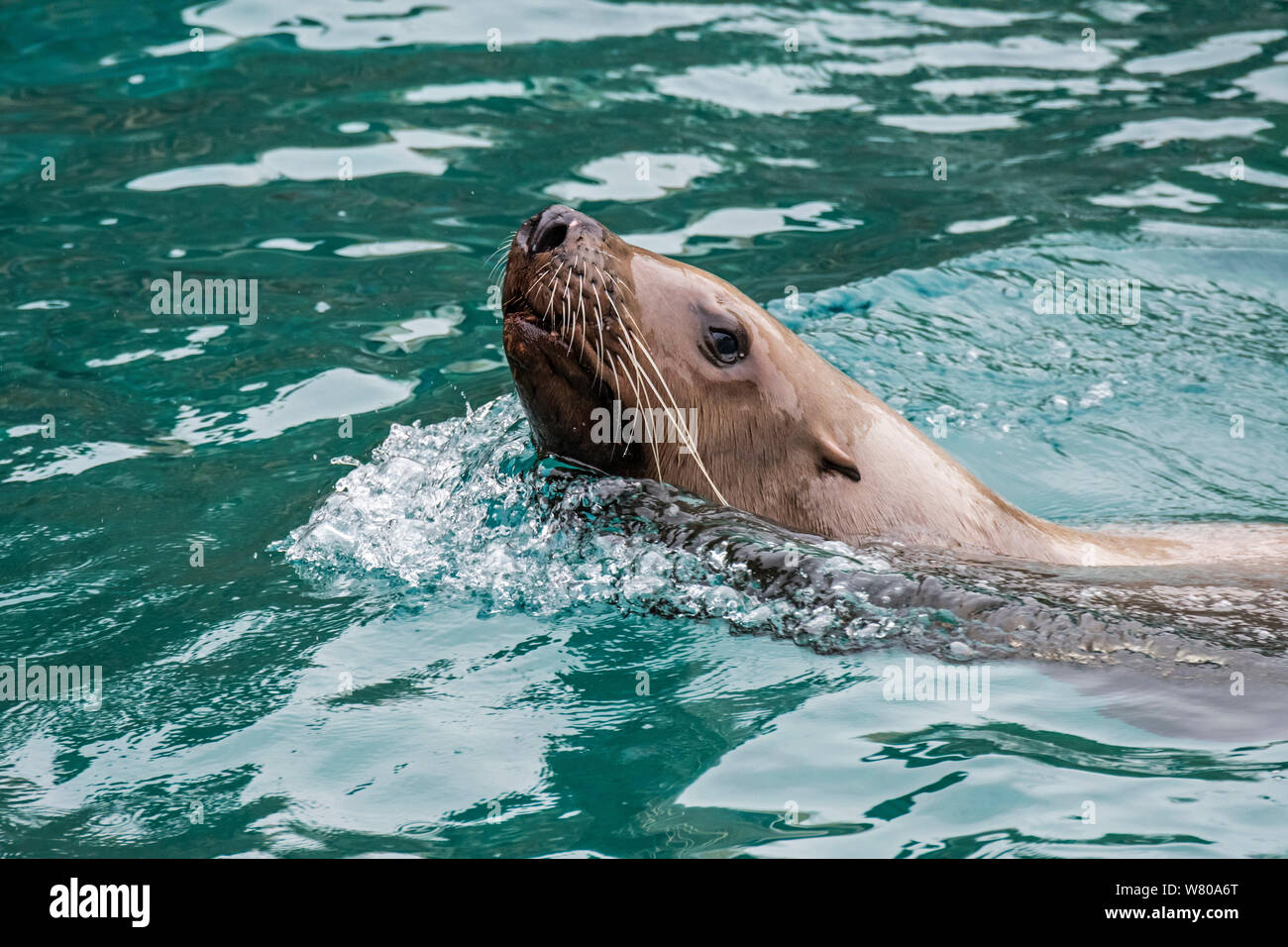 Steller sea lion/Northern sea lion/Steller Seelöwen (Eumetopias jubatus) Schwimmen, beheimatet im nördlichen Pazifik Stockfoto