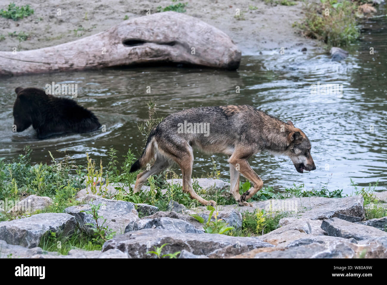 Grauer Wolf/grauer Wolf (Canis lupus) vorbei Braunbär (Ursus arctos) Baden im Fluss Stockfoto