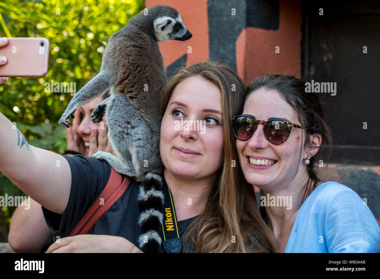 Junge Frau mit Smartphone unter selfie mit Tame Ring-tailed Lemur (Lemur catta) auf der Schulter im Zoo Stockfoto