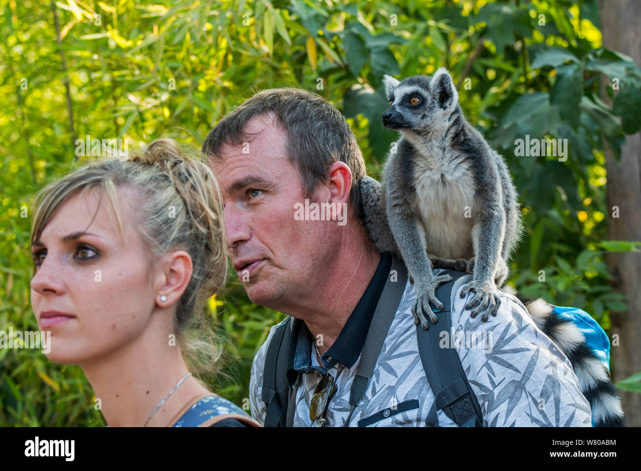 Besucher mit Tame Ring-tailed Lemur (Lemur catta) auf der Schulter im Zoo Stockfoto
