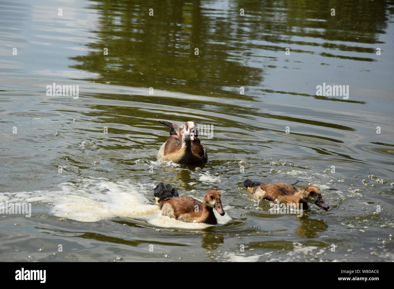 Fütterung ein Schwimmen Enten und Entenküken auf einem Teich in Europa Stockfoto