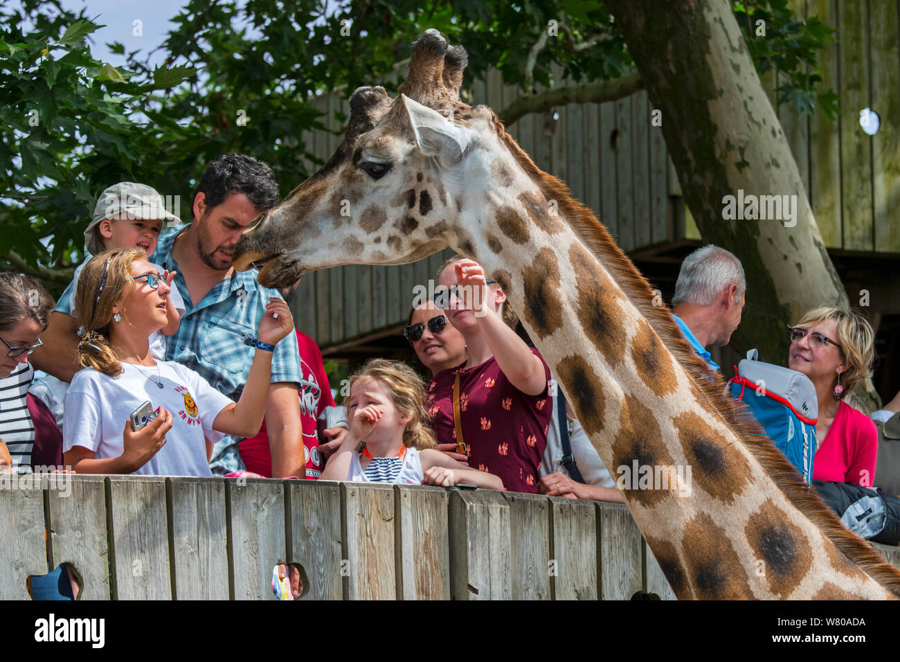 Besucher/Touristen füttern/Streicheln nördlichen Giraffe/drei Hörnern Giraffe (Giraffa Camelopardalis) im Zoo/Tierpark Stockfoto
