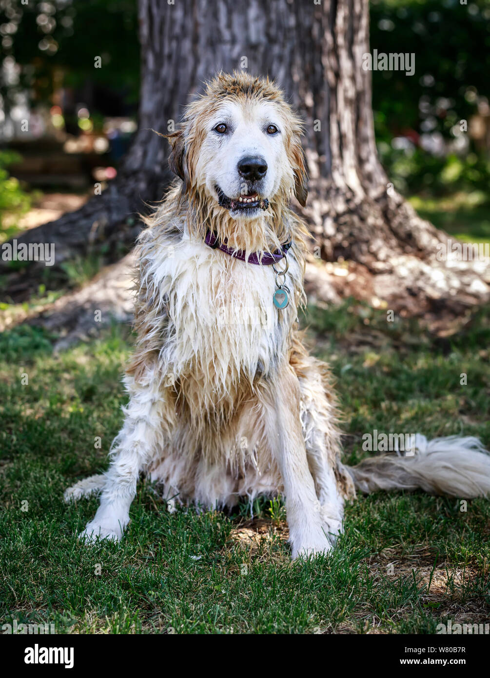 Nasser Hund nach seinem doggy Badewanne, Manitoba, Kanada. Stockfoto