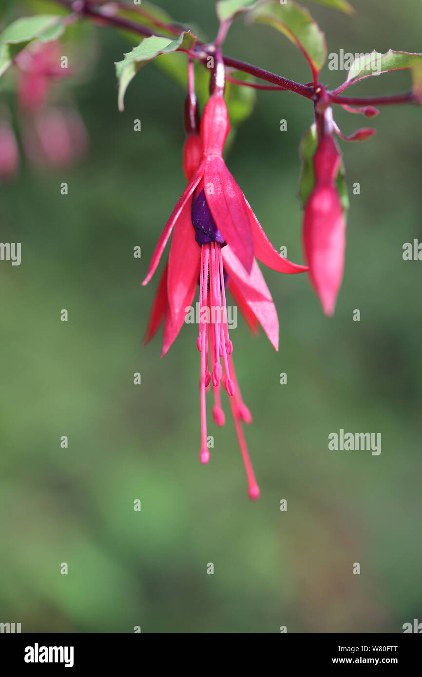 Hängend red fuchsia Blumen Stockfoto