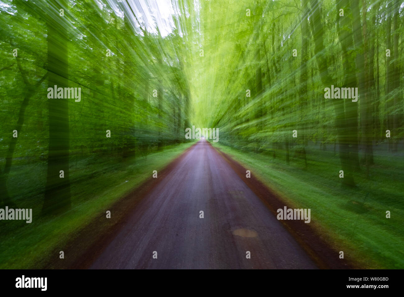 Zoom Blur Effekt auf die Bäume in den Wald Stockfoto