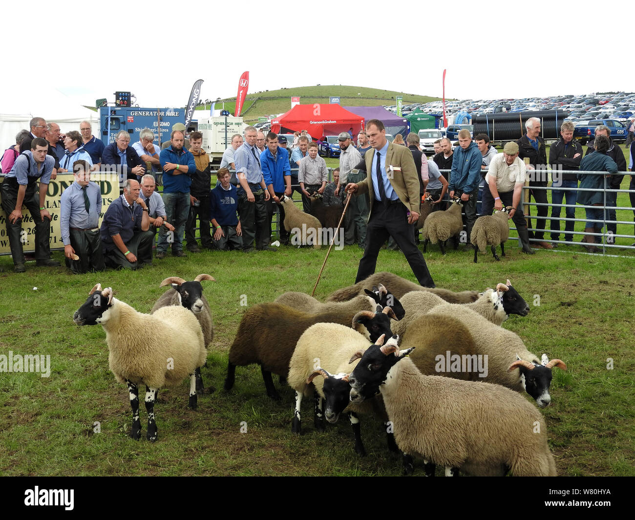 Wigtown Gartenbau- und Geflügel zeigen 2019 - Schafe Steuerung Stockfoto